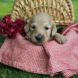 Benton - Cream male Dachshund puppy in Pace, Florida from Shoebox Doxie’s