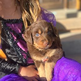 Ginger - Phantom female Assorted Doodle Crosses puppy in Randolph, Utah from Dry Canyon Pups