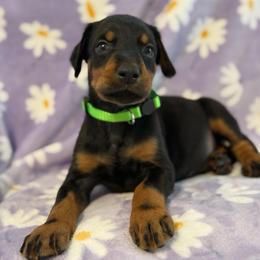 Green Collar - Blue and rust male Doberman Pinscher puppy in Lake City, Florida from Paintedcrazy Doberman Pinchers