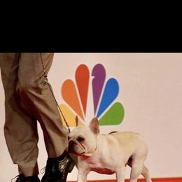 French Bulldog and Labrador Retriever Puppies from Desiree Ortiz's French Bull Dogs and Labrador Retrievers