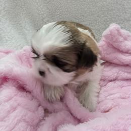 Feebe - Liver and white female Shih Tzu puppy in Buffalo, New York from Shih Tzu's by Jen