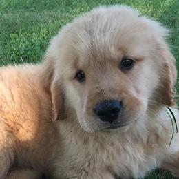 Golden Retrievers and Labrador Retrievers from Mulberry Retrievers