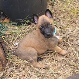 "Fin" Belgian Malinois Puppies from Heavenly Firefly Belgian Malinois