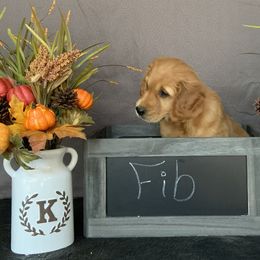 Golden Retriever Puppies from KP Golden Retrievers