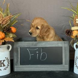 Golden Retriever Puppies from KP Golden Retrievers