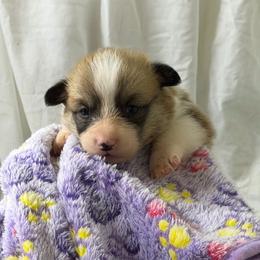 Girl 1 - Red female Pembroke Welsh Corgi puppy in Moulton, Alabama from Reed's Pembroke Corgi Welsh
