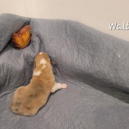 Walter - Sable merle and white male Collie puppy in Mattoon, Illinois from Gold Leaf Collies