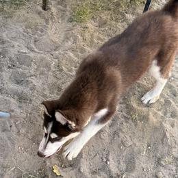 Pomeranian and Siberian Husky Puppies from Oasis Kennels