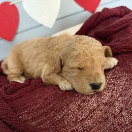Greg - Red  male Goldendoodle puppy in Huntington, Utah from Krispydoodle