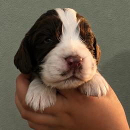 Will - Liver and white male English Springer Spaniel puppy in Fort White, Florida from Thunderbird Springers