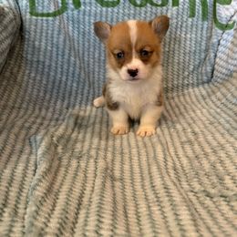 Cosmic Brownie - Sable male Pembroke Welsh Corgi puppy in Sherwood, Michigan from Patrick's Puppies