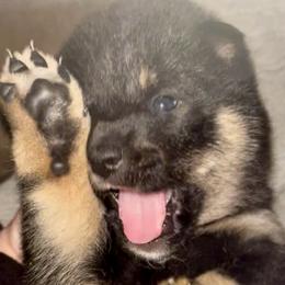 Hachi - Black and tan male Shiba Inu puppy in Clewiston, Florida from Animal Farm Shiba Inus & Mameshibas