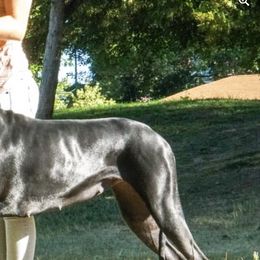 Great Danes from Petrichor Great Dane