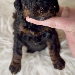 Bernedoodle, Cavapoo, and Goldendoodle Puppies from Blackberry Farm Puppies