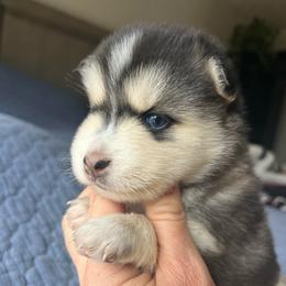 Katmai - Silver and white female Pomsky puppy in Rathdrum, Idaho from Smart Pomskies and Frenchies