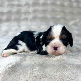 Tramp - Tri-color male Cavalier King Charles Spaniel puppy in Bedias, Texas from JSK Aussie and Cavaliers