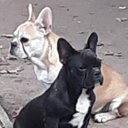 French Bulldogs from Boxed-N-Ranch