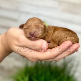 Green - Cream male Goldendoodle puppy in St George, Utah from Picture Perfect Doodles