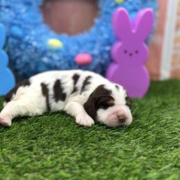 Chloe - Liver white and tan female English Springer Spaniel puppy in Rogers, Ohio from StoneyBrook Setters