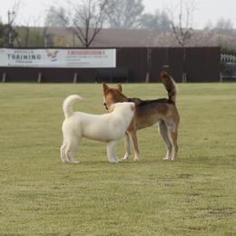Jindo All Grown Up from Hwarang Kennel Korean Jindo | 화랑 진돗개
