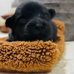 Boy 1 - Black male Pomeranian puppy in Tucson, Arizona from Kristy's Pomeranians