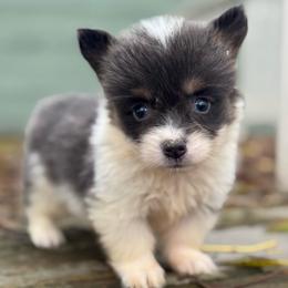 Bentley (fluffy) - Blue male Pembroke Welsh Corgi puppy in East Oakdale, California from Rhettro Kennels
