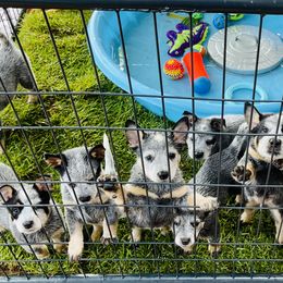 Australian Cattle Dog Puppies from Tin Roof Australian Cattle Dogs