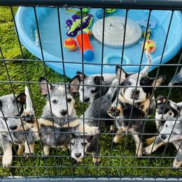 Australian Cattle Dog Puppies from Tin Roof Australian Cattle Dogs