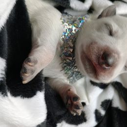Australian Cattle Dog Puppies from Kurczak Farm LLC