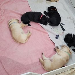 Labrador Retriever Puppies from Gentry Labs