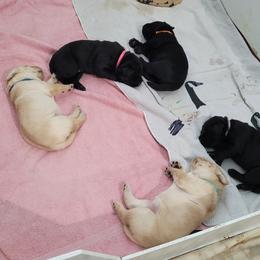 Labrador Retriever Puppies from Gentry Labs