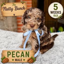 Pecan - Merle male Goldendoodle puppy in Miami, Florida from Jade’s Paws & Co. Of Miami LLC