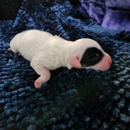 Boy 4 - Blue belton and tan (tri-color) male Llewellin Setter puppy in North Dinwiddie, Virginia from Pups Furever