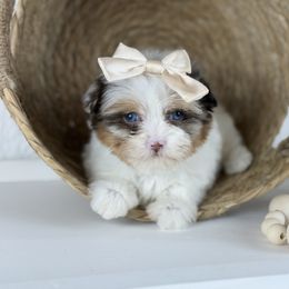 Capri - Chocolate, tan and white female Yorkshire Terrier puppy in Hardin, Texas from Katrinas puppies