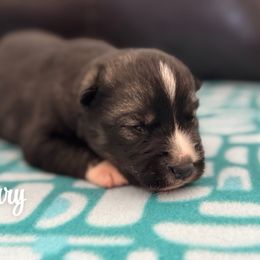 Jerry - Agouti and white Siberian Husky puppy in Tiverton, Rhode Island from Mount Hope Siberians