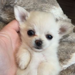 Chihuahua Puppies from Dreamy Divine Chihuahuas