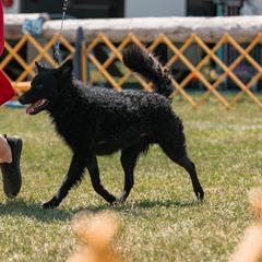 Icelandic Sheepdogs and Mudis from Velaris