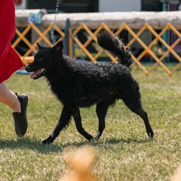 Icelandic Sheepdogs and Mudis from Velaris