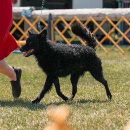 Icelandic Sheepdogs and Mudis from Velaris