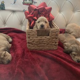 Donner - Cream Dachshund puppy in Midland, Michigan from Holiday Dachshunds