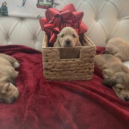 Donner - Cream Dachshund puppy in Midland, Michigan from Holiday Dachshunds