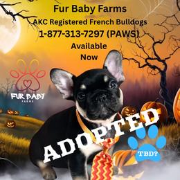 Raj - Black and tan male French Bulldog puppy in Michigan from Fur Baby Farms