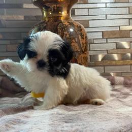 Yellow Flower - Black and white female Shih Tzu puppy in Zephyrhills, Florida from Mary’s Shih Tzus