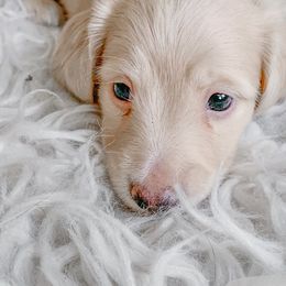 Dachshunds from Peaches and Cream Dachshunds
