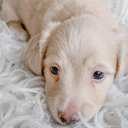 Dachshunds from Peaches and Cream Dachshunds