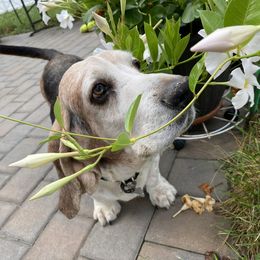 Basset Hounds from Midnight Hound