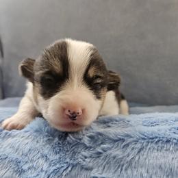 Boy 1 - Black and tan male Pembroke Welsh Corgi puppy in Lilburn, Georgia from Wildflowercorgis