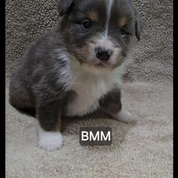 Boy 3 - Blue merle male Miniature Australian Shepherd puppy in Bend, Oregon from Badlands Toy and Mini Aussies