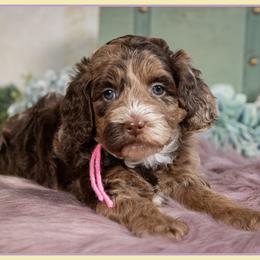 Dottie - Merle female Cockapoo puppy in Connersville, Indiana from Deaz Doodle Ranch