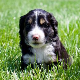 Rocko - Black tri-color male Aussiedoodle puppy in Decatur, Illinois from Signature Doodles